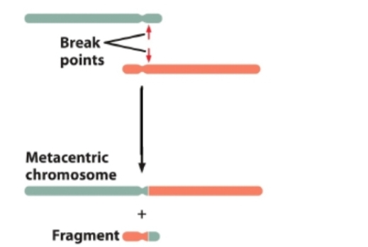 <p>Which of the following is represented in the figure?</p>