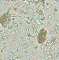 <p>genus, species, stage</p>
