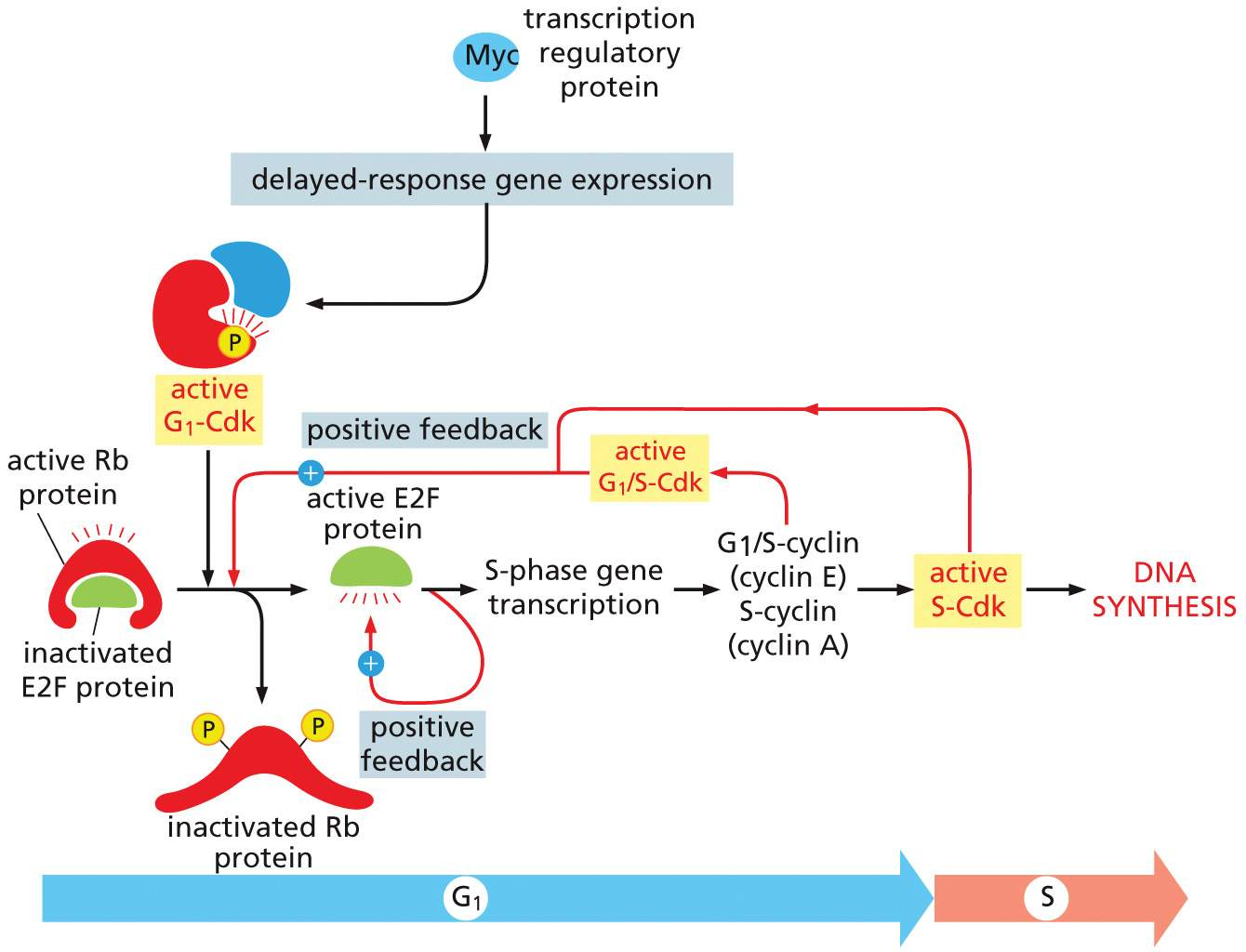 <p><span>Consider a cell in G<sub>1</sub>. If it is to go through the cell cycle it will build up levels of G<sub>1</sub>-cyclins as it prepares to progress into S phase, and these cyclins work in combination with the G<sub>1</sub>-Cdks. A transcription factor called <strong>E2F</strong> is important for promoting entry into S phase, provided the checkpoint at the end of G<sub>1</sub> is passed. E2F does this by increasing expression of G<sub>1</sub>/S-cyclin and multiple S phase genes, including S-cyclin.</span></p>
