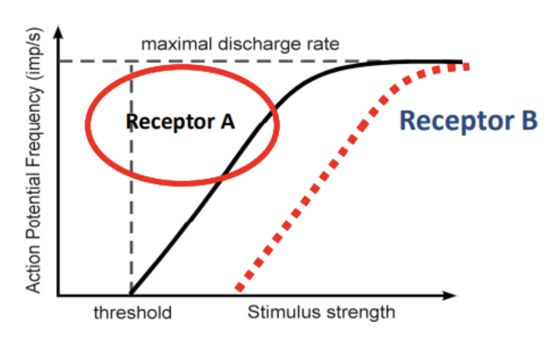 <ul><li><p><span style="background-color: transparent;">Methods to determine the intensity of the stimulus</span></p><ul><li><p><span style="background-color: transparent;">Increasing frequency of AP from receptor A at the excitable membrane indicates stronger stimulus</span></p></li><li><p><span style="background-color: transparent;">When the stimulus strength continues to increase, add another receptor B with a higher threshold</span></p><ul><li><p><span style="background-color: transparent;">Different receptors indicate the intensity of the stimulus (e.g. receptor A is lower intensity and receptor B is higher intensity)</span></p></li><li><p><span style="background-color: transparent;">Very useful if limited by the refractory period</span></p></li></ul></li></ul></li></ul><p></p>