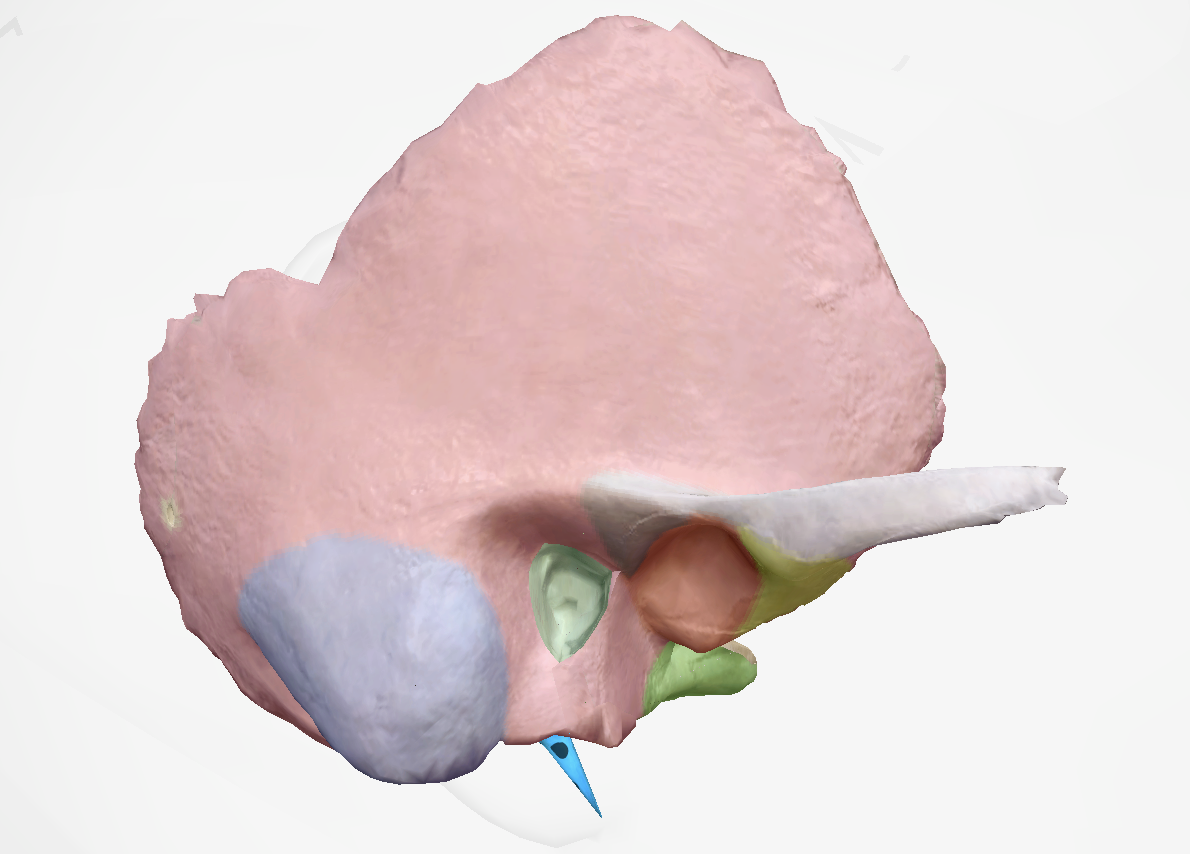 term image