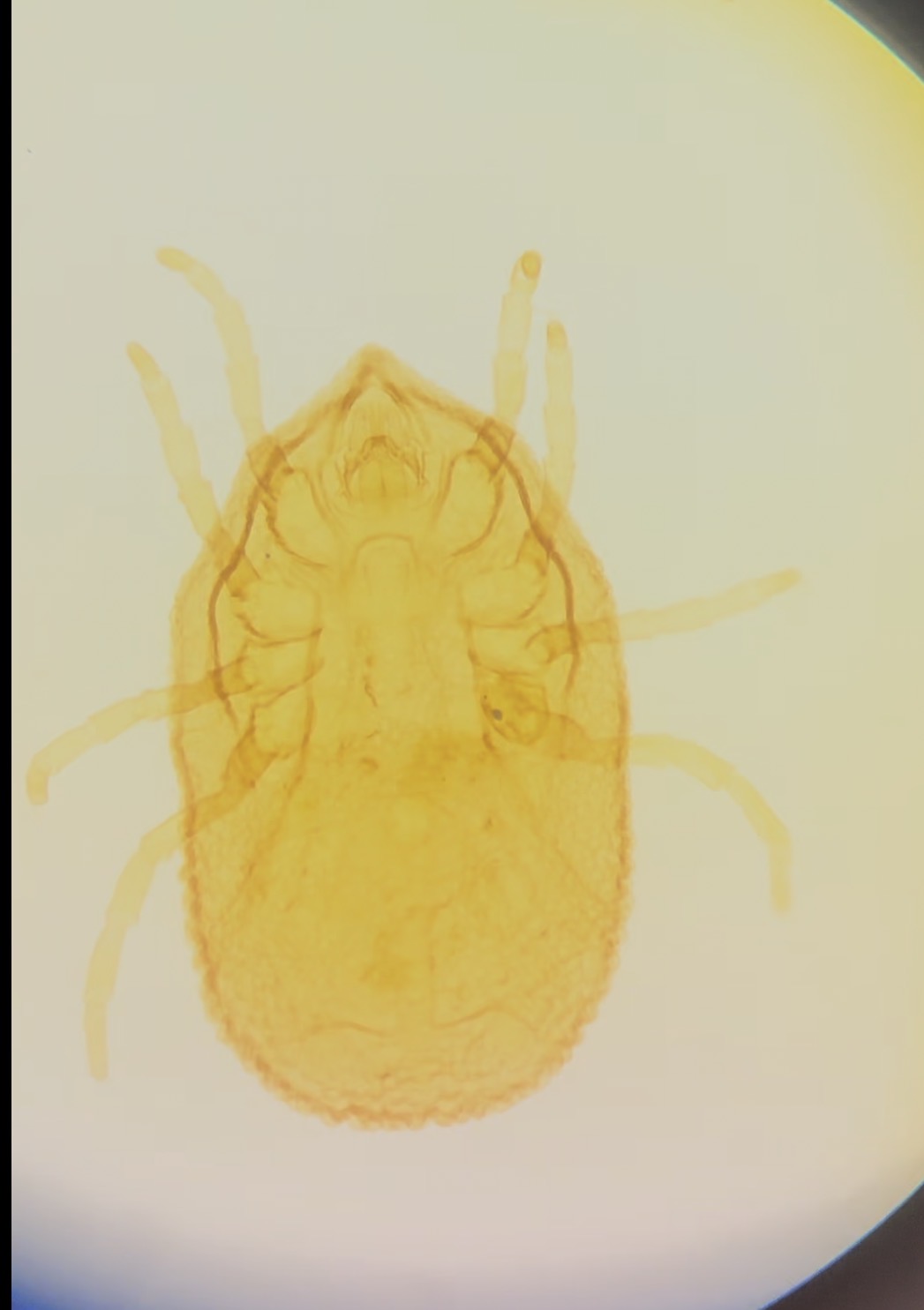 <p>What is this </p>