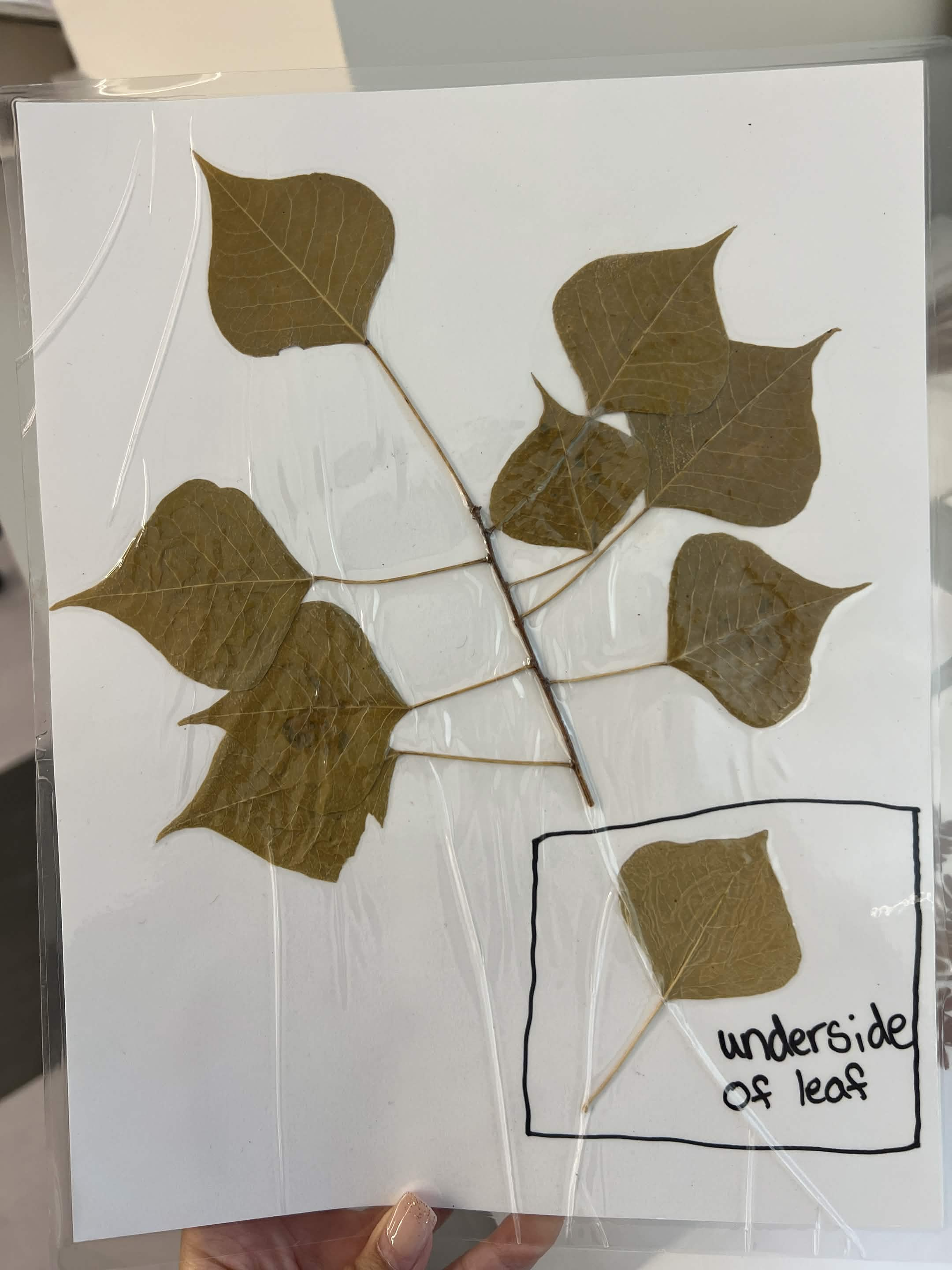 <p>Common name and scientific name?</p>