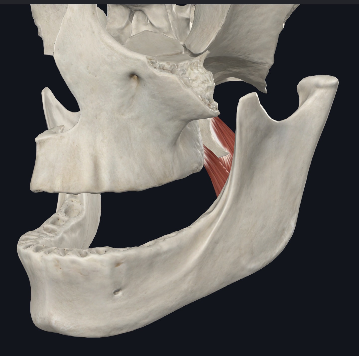 <p>Elevates mandible; bilateral: with lateral pterygoid protrudes mandible; unilateral: protrudes mandible to opposite side for side-side grinding</p>