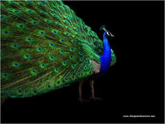 <p>A process of non-random mating: pick mates based on preference of a characteristic</p>