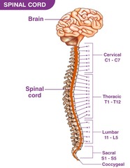 <p>Which of the following involve parasympathetic regulation?</p>