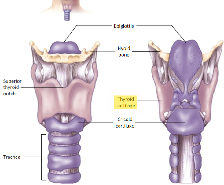 <p>What is the Thyroid cartilage?</p>