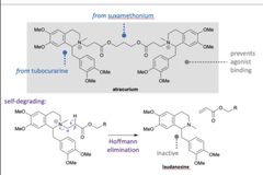 <p>- Large size show it is an antagonist as they block binding site for acetylcholine.</p><p>- Contains an 11 atom chain between 2 charged nitrogens, similar to depolarising muscle relaxants.</p><p>- Induces opening of sodium potassium channels.</p><p>- Engineered to be self-degrading via a Hoffman elimination.</p>