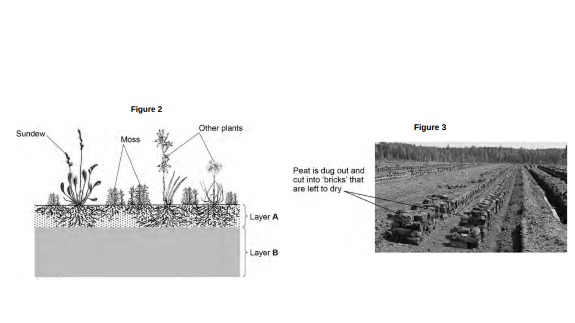 <ul><li><p>Humans have destroyed large areas of peat bog to collect peat.</p></li><li><p>The peat provides fuel and provides compost for gardeners to use.</p></li><li><p>The peat comes from layer B in <strong>Figure 2</strong>.</p></li></ul><ul><li><p>Layer B:</p><ul><li><p>contains the dead remains of plants</p></li><li><p>has a low pH</p></li><li><p>contains very little oxygen</p></li><li><p>contains carbon dioxide and methane</p></li></ul></li><li><p><strong>Figure 3</strong> shows the removal of peat from a peat bog.</p></li></ul><p>Explain how the destruction of peat bogs and the use of peat affects the temperature of the Earth’s atmosphere. [4 marks]</p>