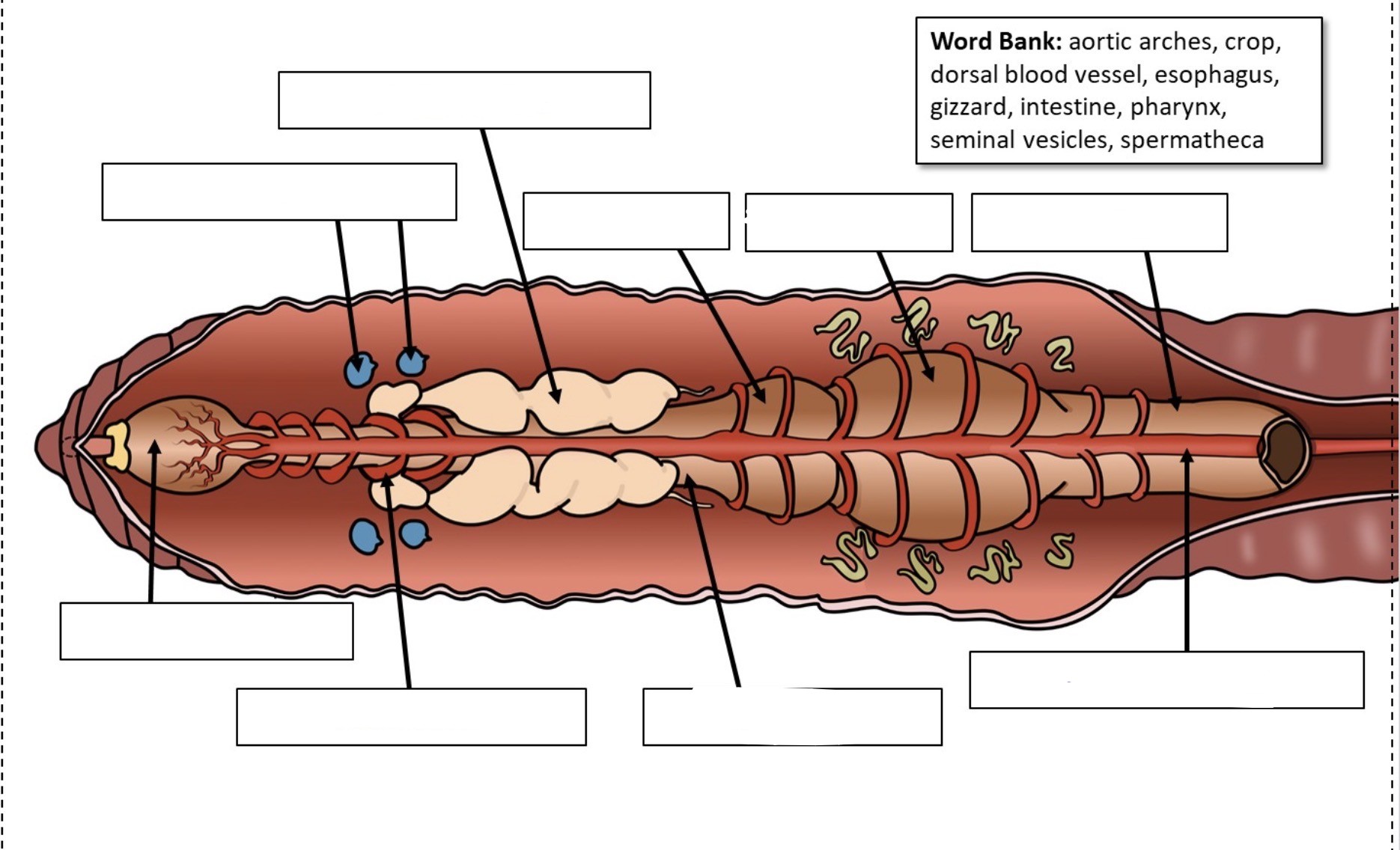 <p>Aortic arches</p>