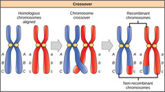 <p>process in which homologous chromosomes exchange portions of their chromatids during meiosis (also called gene shuffling)</p>