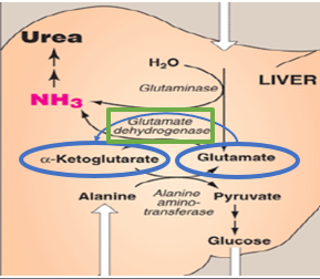 <p>What is the process of transdeamination</p><p></p><p></p>