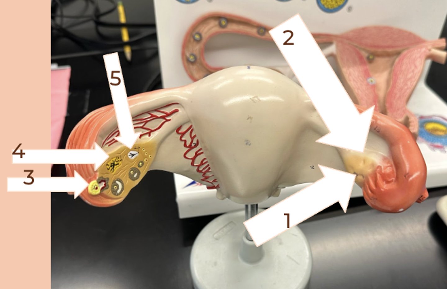 <p>#1</p><p>• finger-like projections at the lateral end which create sweeping movements to draw eggs into oviduct</p>