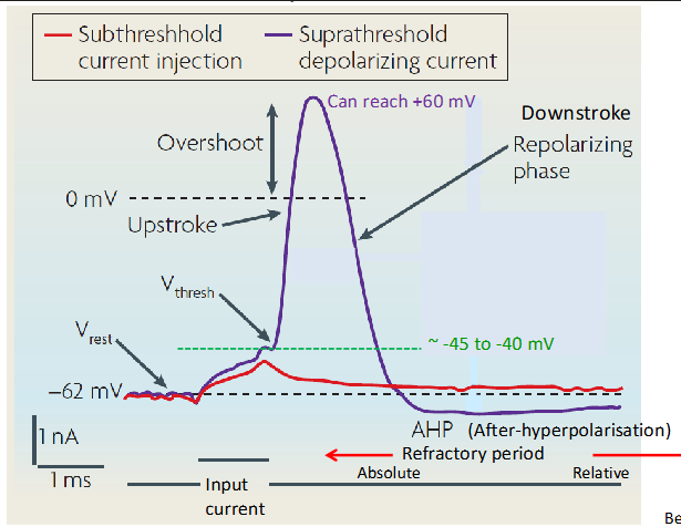 <p>a tiny increase in input, just pushing membrane voltage over threshold, results in huge change in output, with a digital-like voltage pulse waveform that plays out fully, by itself, via internal mechanisms.</p>