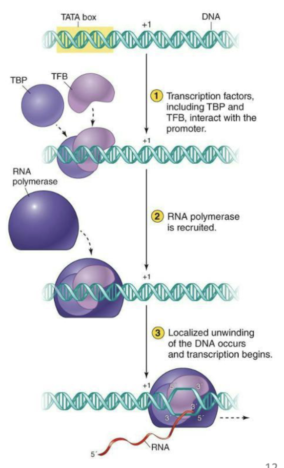 <ul><li><p><strong><u>Single</u></strong> RNA polymerase like in bacteria, but looks more like eukaryal RNA pol II</p></li><li><p>Not well understood.</p></li><li><p>Resembles eukaryal transcription</p></li><li><p>Transcription factors direct RNA polymerase to promoter regions</p></li><li><p>TFB – transcription factor B – resemble eukaryal transcription factor TFIIB</p></li></ul><p></p>
