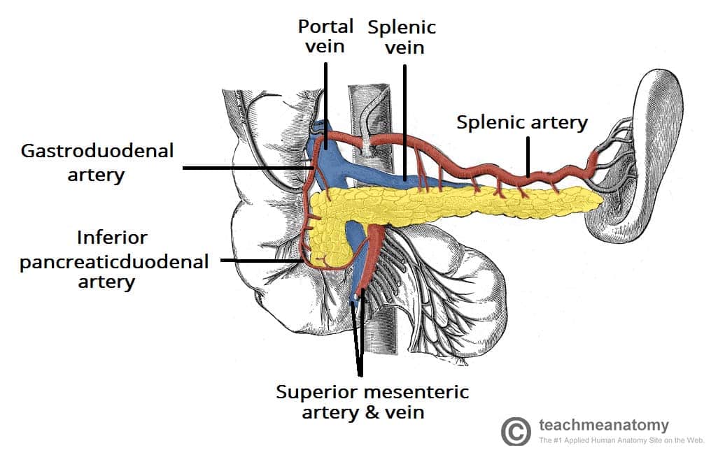 <p>superior mesenteric artery, superior mesenteric vein, and the formation of the portal vein</p>