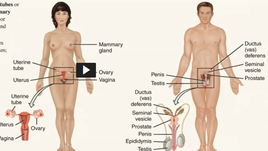 <p>gonads (testes and ovaries) and associated organs (uterine tubes, uterus, vagina, mammary glands; or epididymis, vas deferens, seminal vesciles, prostate and penis in males)</p><p></p>