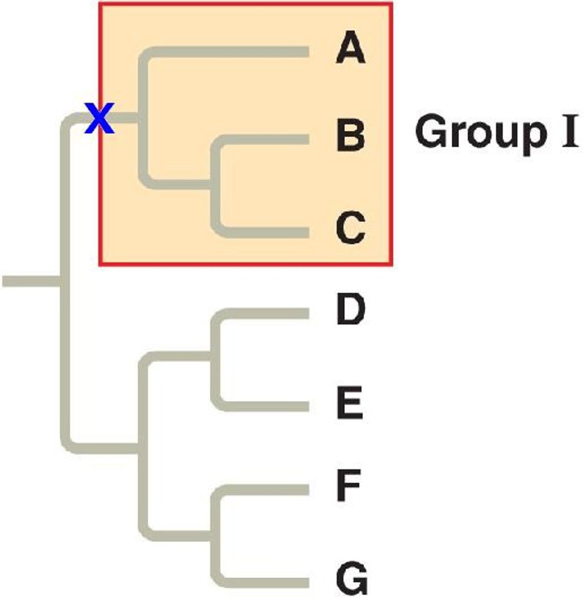 <p>Common Ancestor with all its descendants.</p>