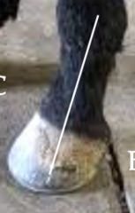 <p>This horse have a upright pastern angle, what is seen with it?</p>