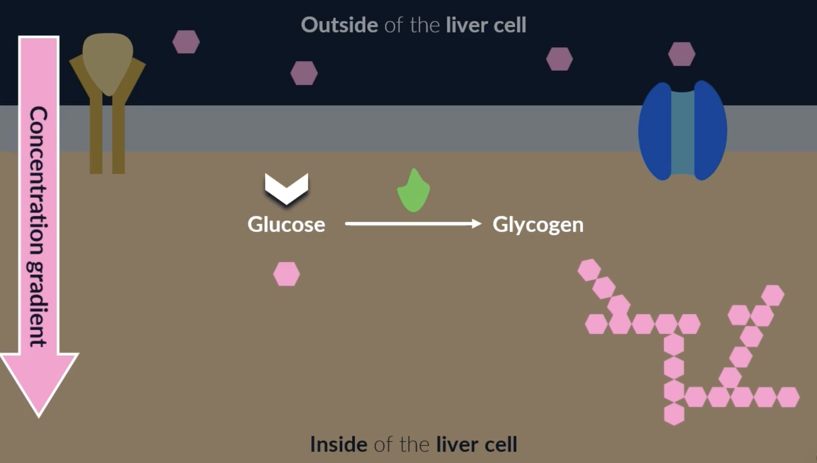 <p><strong>glycogenesis </strong>: conversion of glucose into glycogen</p><p>occurs in liver cells for the control of blood glucose concentration</p><p>when insulin binds to an insulin receptor on a liver cell, it activates enzymes inside the cell. these enzymes catalyse the conversion of glucose into glycogen. this is good because glycogen is a good store for glucose as its too big to escape the cell. it also reduces the concentration of glucose in the liver cells, which creates a concentration gradient for glucose to move out of the blood and into the liver cells = decreasing blood glucose concentration</p>