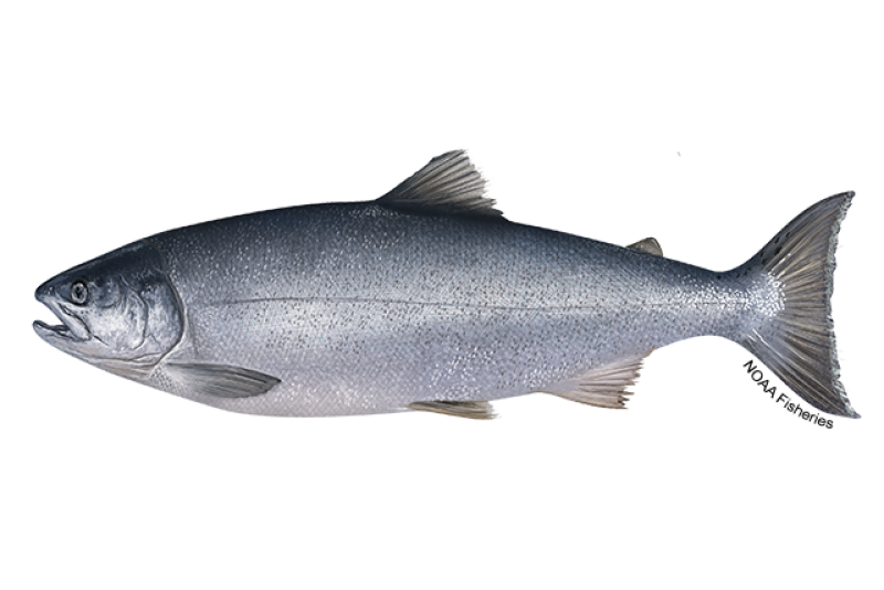<ul><li><p>Native to the pacific ocean</p></li><li><p>18-33 inches</p></li><li><p>Eat fish</p></li><li><p>Introduced into the Great Lakes in the 1960s</p></li></ul><p></p>