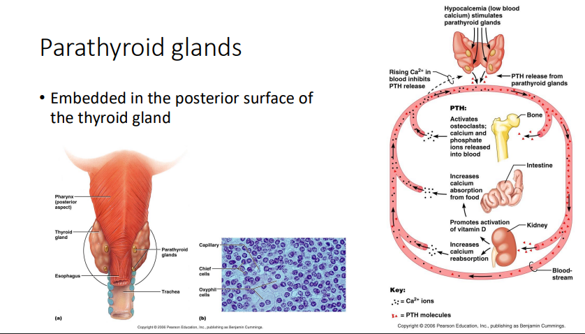 <p>Parathyroid Glands</p>