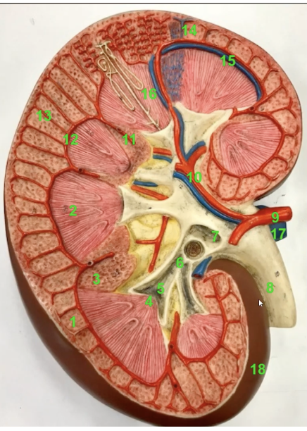 <p>what is the function of 18? Also what is it </p>