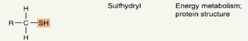 <p>Sulfhydryl group (R–C–SH).</p>