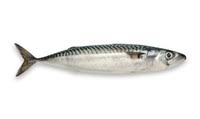 <p>mackerel</p>