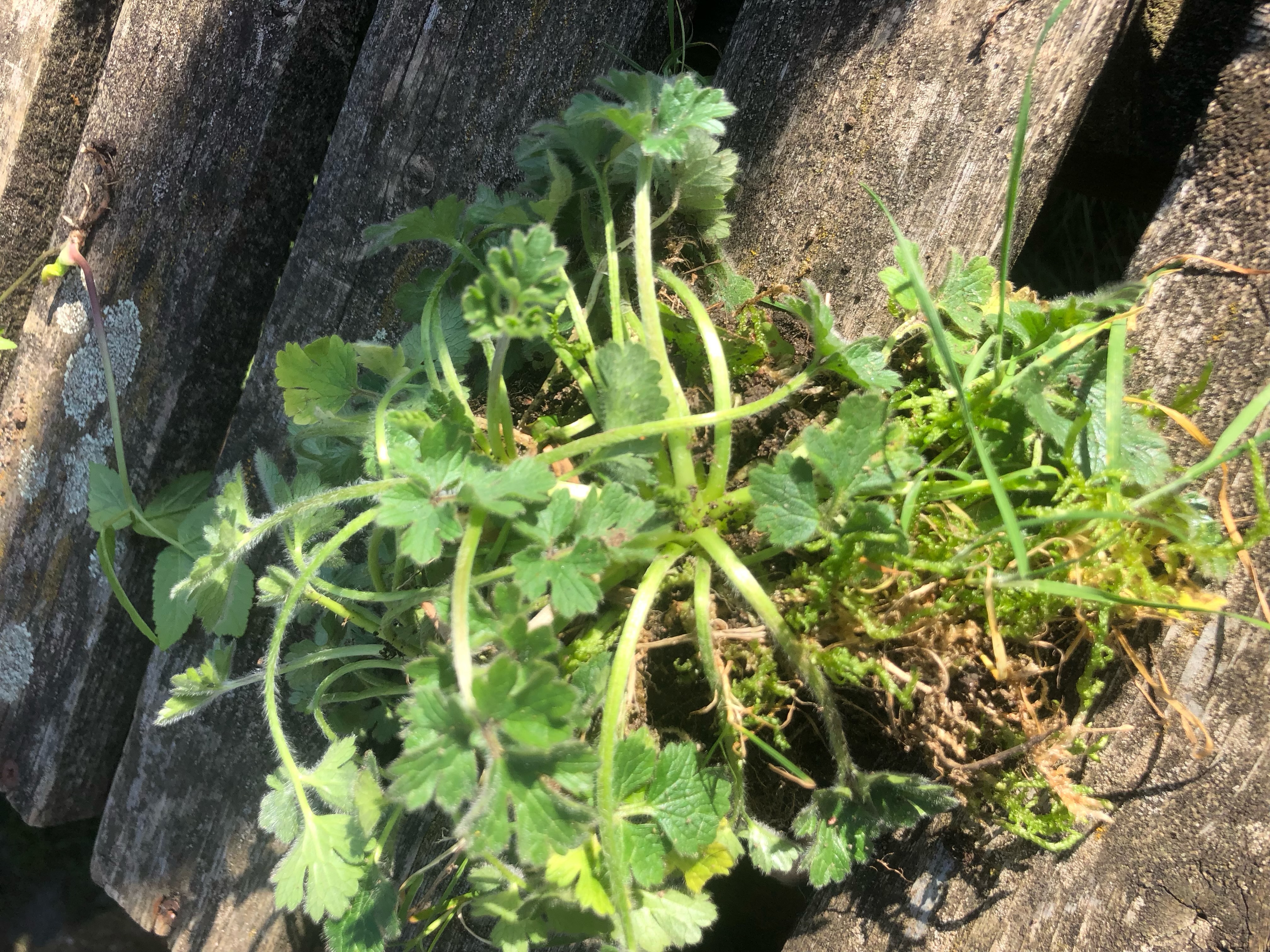 <p>Ranunculus repens: deciduous, evergreen or what?</p>