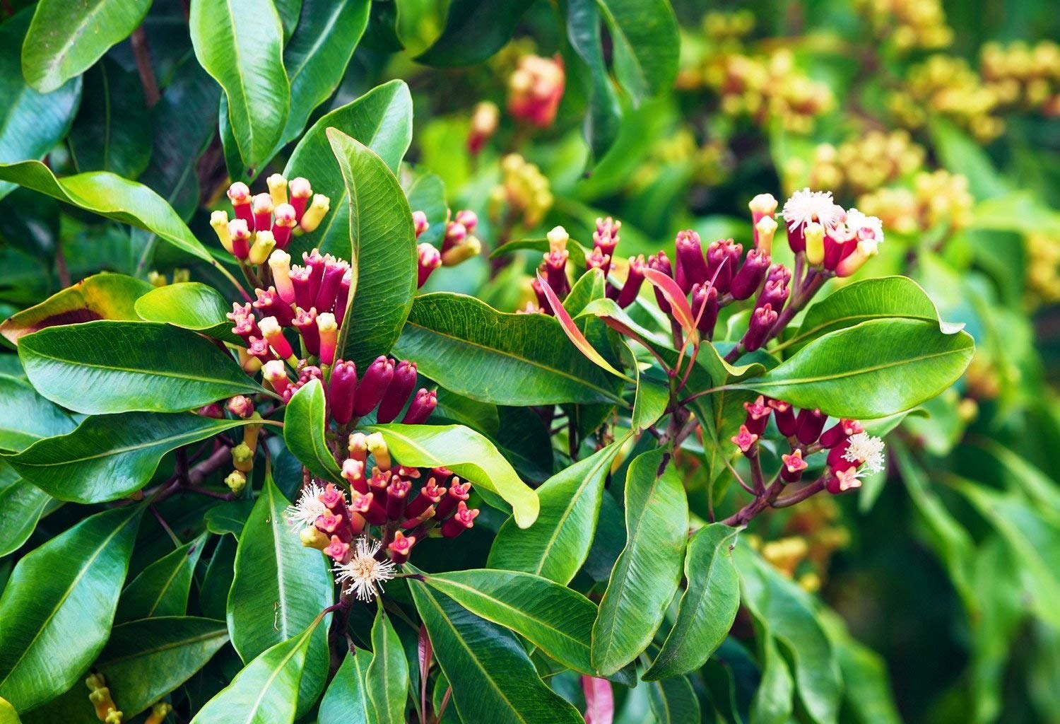 <p><strong>Common name</strong>: Clove, Eugenol</p><p><strong>Part used</strong>: (Dried) flower buds</p><p><strong>Uses</strong>: Tooth decay, halitosis, diarrhea, bowel and liver ailments, nerve stimulant; carminative, warming agent</p><p><strong>Constituents</strong>: <strong>Eugenol, isoeugenol (phenylpropenes)</strong>; quercetin (flavonol), phenolic acids, hydrolyzable tannins</p>