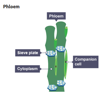 <p>What are phloem cells specialised to do?</p>