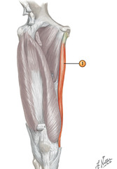 <p>Obturator N</p>
