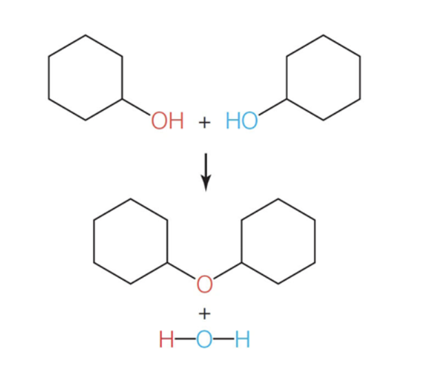<p>How cells build large molecules from smaller ones. An enzyme removes a hydroxyl group from one molecule and a hydrogen atom from another. A covalent bond forms between the mecums, and water also forms. </p>