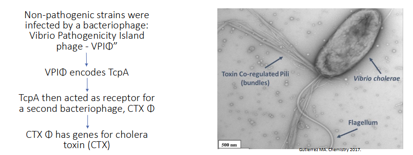 <p>- colonises the gut mucosa, doesnt invade</p><p>- Flagellum moves the bacteria towards the epithelial surface</p><p>- Cholera toxin coregulated pilus (TcpA) mediates attachment to mucosa, cholera toxin causes diarrhoea</p><p>- How did environmental organisms become pathogenic to humans?</p><p>.</p><p>Non-pathogenic strains were infected by a bacteriophage: Vibrio Pathogenicity Island phage - VPI(phi)"</p>