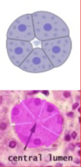 <p>- thin, watery, proteinaceous secretion</p><p>- show more dark cytoplasm due to high enzymatic content with amylases as the most abundant enzymes (enyzmatic action)</p><p>- typically spherical, 8-12 cells surrounding a small, central lumen</p><p>- central, rounded nucleus with indistinct cell boundaries</p><p>- pyramidal cells with a broad base and narrow apex</p><p>- spherical nuclei are located basally</p><p>- numerous secretory granules in which macromolecular components of saliva are stored, and present in apical cytoplasm</p><p>- zymogen granules in cyto</p><p>- parotid gland</p>