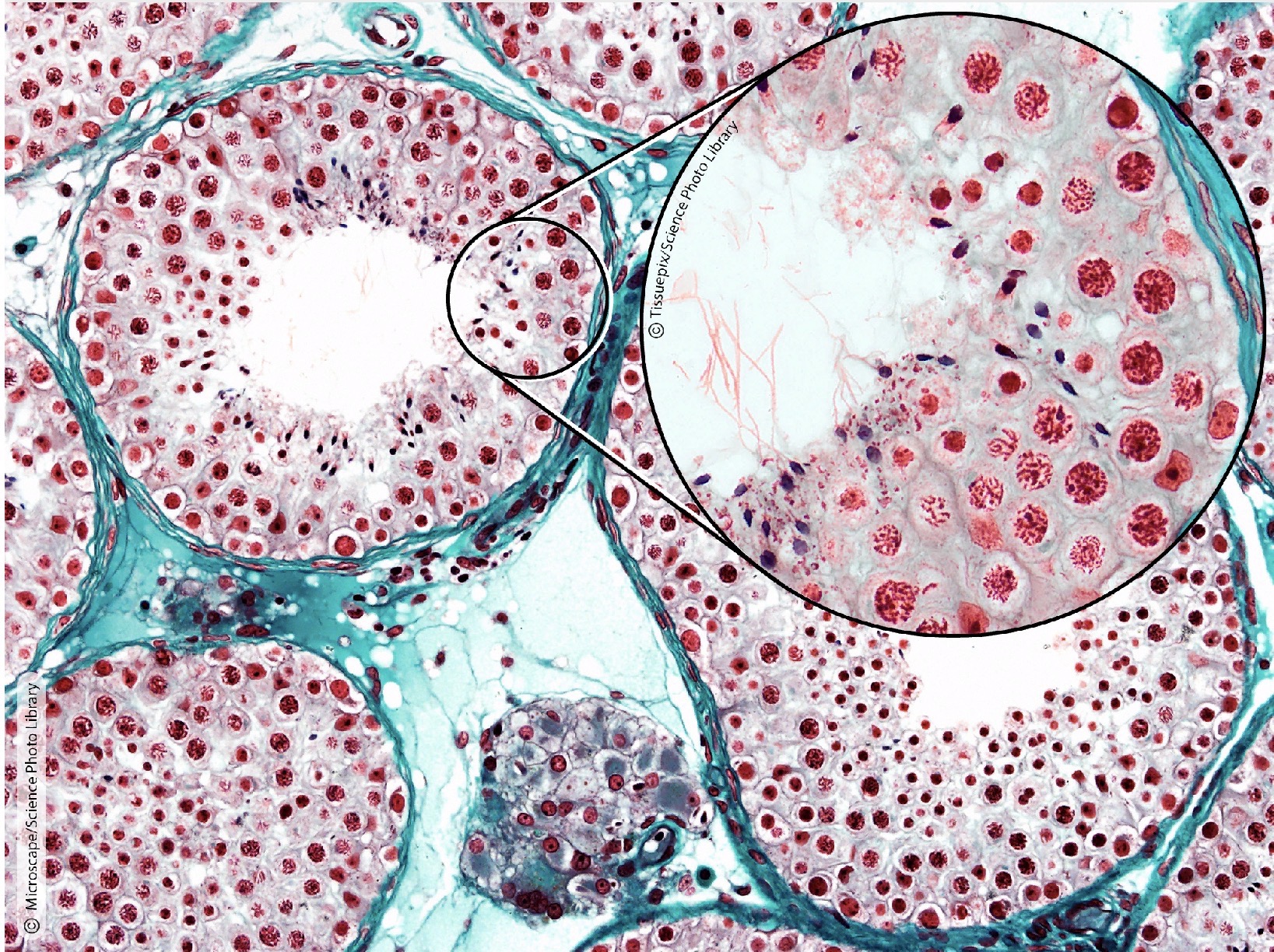 <p>Identify the Histology</p>