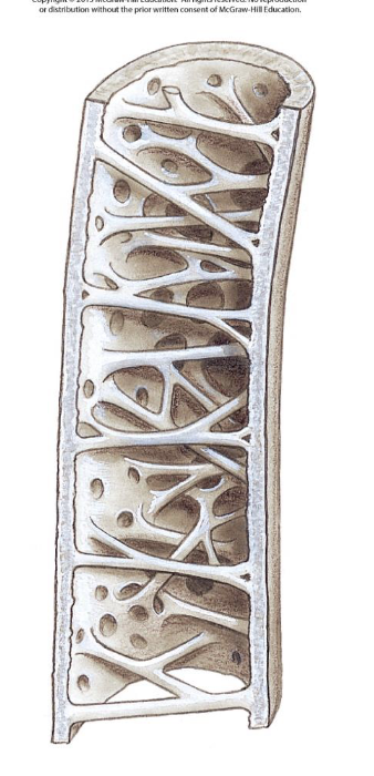 <p>many bones are pneumatized (hollow), laced with air cavities</p>
