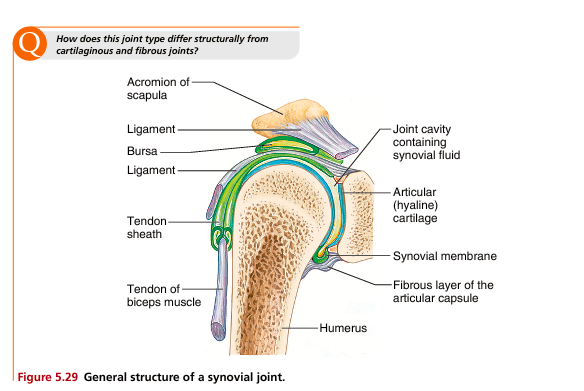 <p>Synovial joints are highly movable joints with a complex structure designed for smooth motion.</p><p><strong>Key structures: Articular cartilage </strong></p><ul><li><p>Smooth hyaline cartilage covering bone ends</p></li><li><p>Reduces friction and absorbs shock</p></li><li><p>Has no direct blood supply</p></li></ul><p><strong>Synovial membrane </strong></p><ul><li><p>Inner lining of joint capsule</p></li><li><p>Rich in blood supply</p></li><li><p>Produces synovial fluid</p></li></ul><p><strong>Synovial fluid </strong></p><ul><li><p>Thick lubricating fluid inside joint cavity</p></li><li><p>Reduces friction during movement</p></li><li><p>Provides nutrients to articular cartilage</p></li></ul><p><strong>Joint cavity </strong></p><ul><li><p>Space between bones filled with synovial fluid</p></li></ul><p><strong>Fibrous capsule </strong></p><ul><li><p>Tough outer layer that encloses joint</p></li></ul><p><strong>Ligaments </strong></p><ul><li><p>Connect bone to bone</p></li><li><p>Provide stability and prevent dislocation</p></li></ul><p></p>