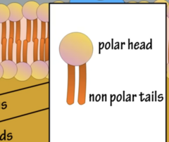 <p>- Head: Polar, water loving, face lumens</p><p>- Tails: Nonpolar, water hating, faces interior of membrane</p><p>Forms lipid bilayer</p>