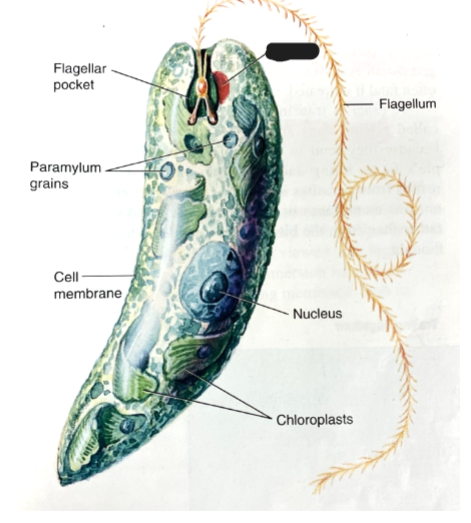 <p>What is the phylum and genus of this organism?</p>