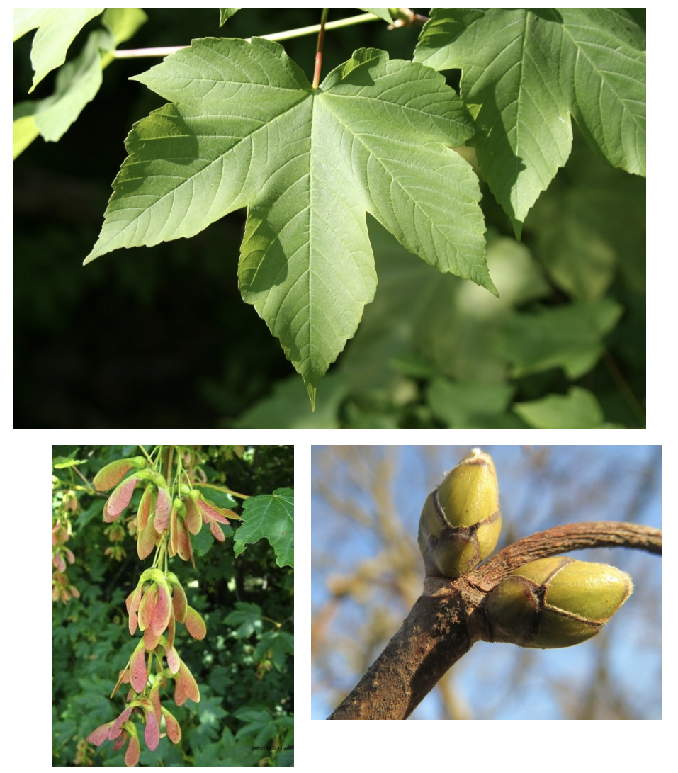 <p>(Inheems, beukenbos en eiken-haagbeukenbos)</p>