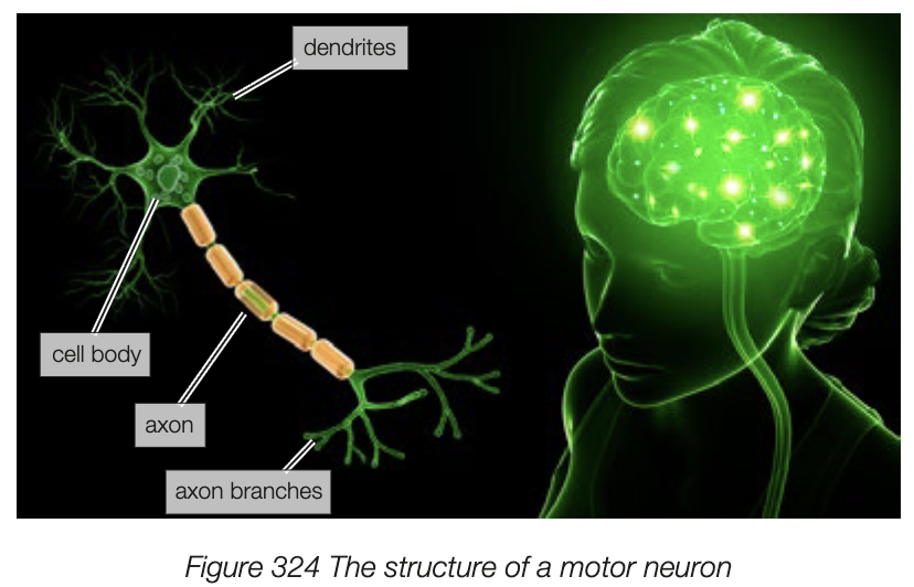 <ul><li><p>dendrite - receives impulses from sensory receptors or other neurons and transmits info towards the cell body</p></li><li><p>cell body - contains many cell organelles, ER, mitochondria</p></li><li><p>axons - long extensions of a nerve cell, necessary to transmit info to another cell or effector. Microscopic but very long</p><ul><li><p>end of axon has axon branches - have tiny swellings at ends, release neurotransmitter chemicals which transmit info between neurons or between neuron and effector</p></li><li><p>some have fatty covering called myelin sheath - formed by Schwann cells, wrap around axons. nerve impulses travel faster along neurons with sheaths as impulses jump from node to node</p></li></ul></li></ul><p></p>