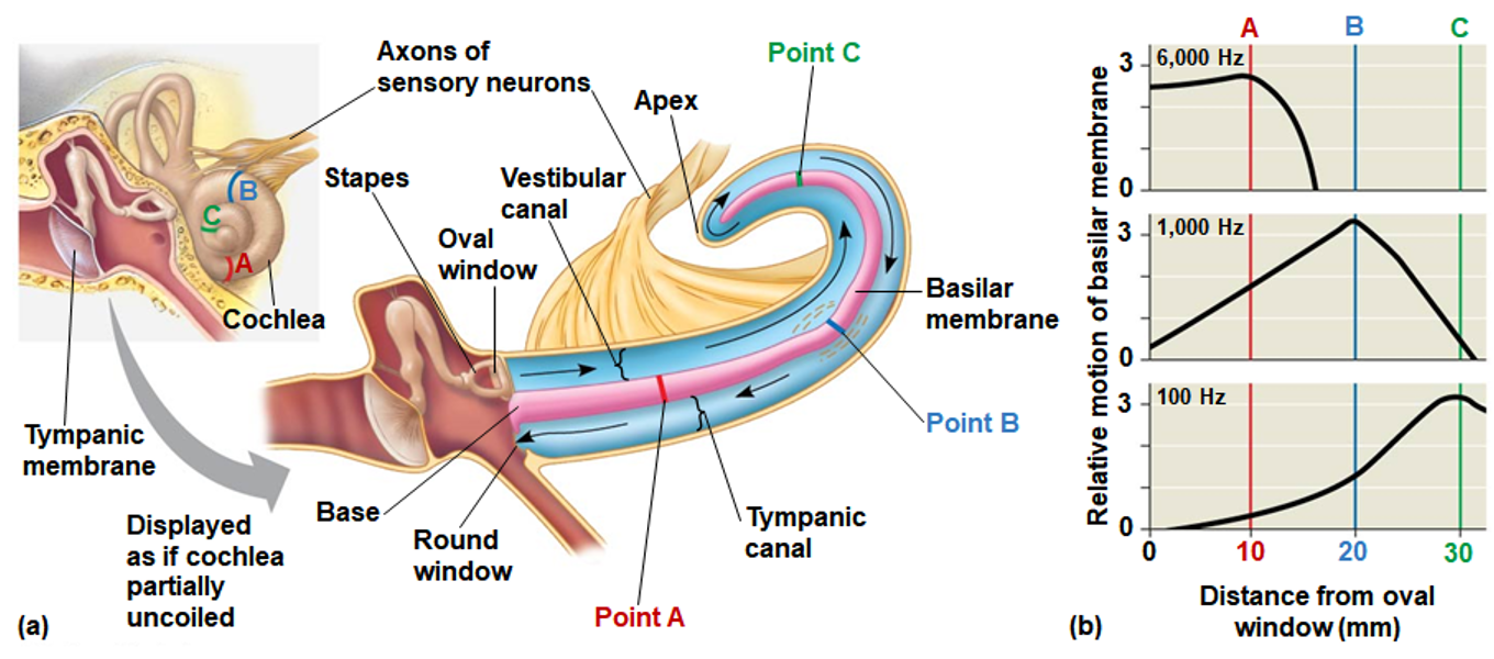 <p>What information does ear capture? (2)</p>