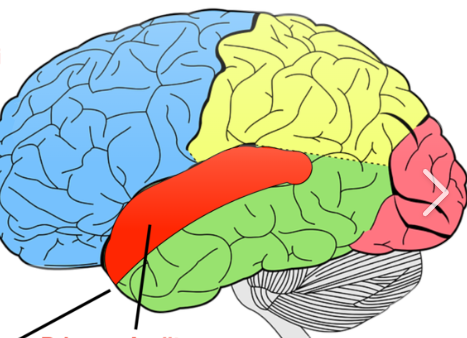 <p>Which primary cortex is the red highlighted area of the bain?</p>