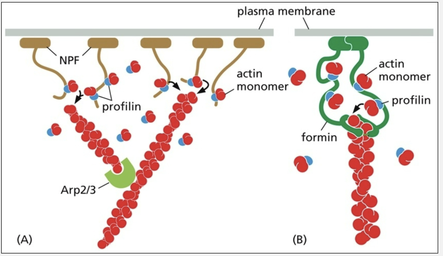 <ul><li><p>actin filament elongation</p></li><li><p>profilin binding sites on NPFs and formins position actin monomers near the plus end of actively elongating actin filaments</p></li></ul><p></p>