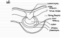 <p>Low power image </p><p>do not draw individual cells </p><p>include magnification </p><p><br><br>High power image <br>only a few cells</p><p> cell wall</p>