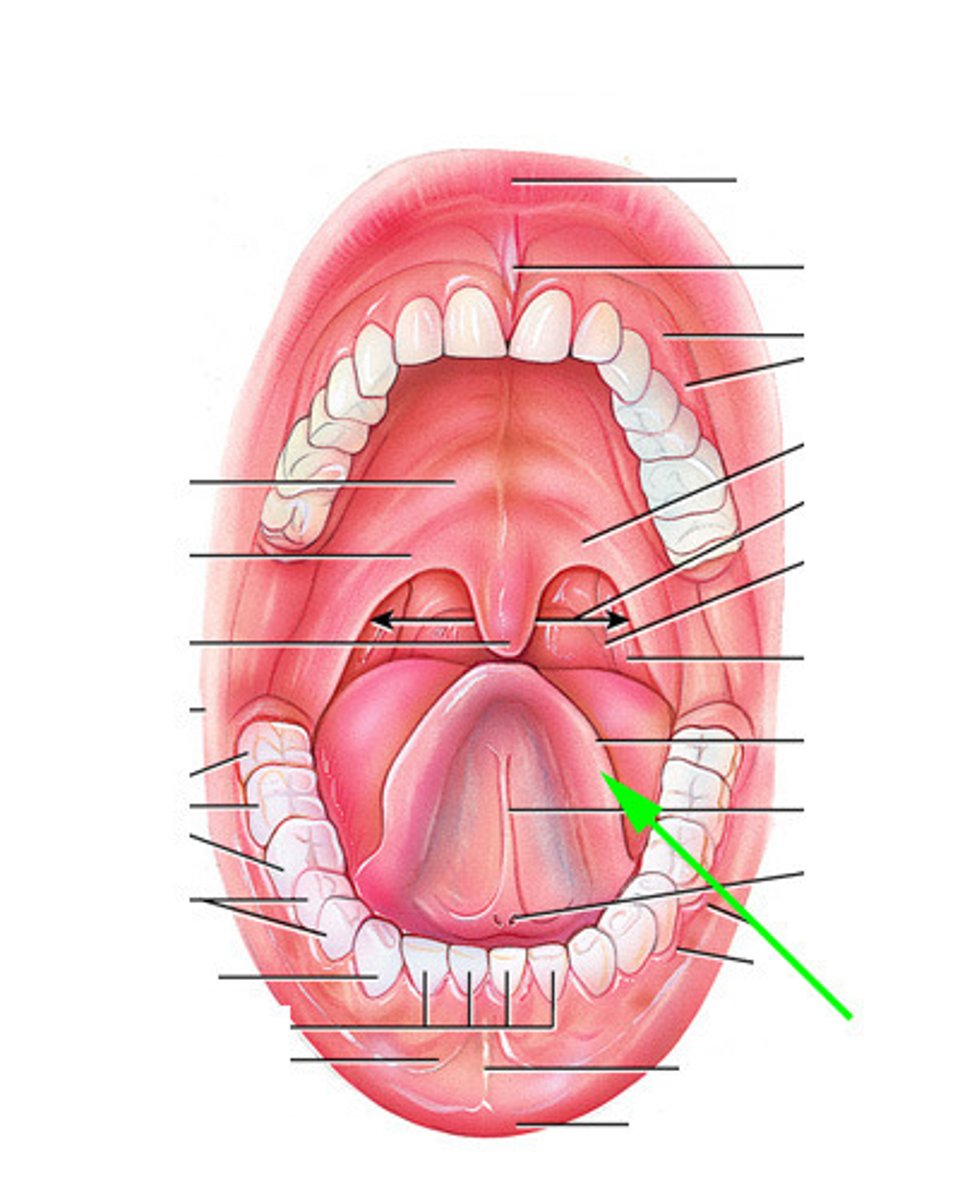 knowt flashcard image