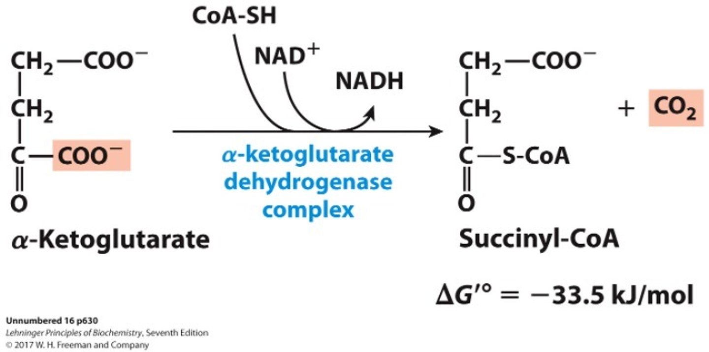 <p>alpha-ketoglutarate ----> Succinyl CoA</p><p>Enzyme is alpha-ketoglutarate dehydrogenase</p><p>NADH Created</p><p>Irreversible</p>