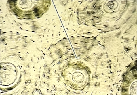 <p>identify the CELL (at the pointer) contained within the highlighted spaces </p>